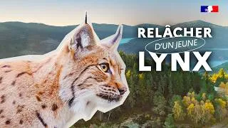 Miniature : Relâcher d'un jeune lynx
