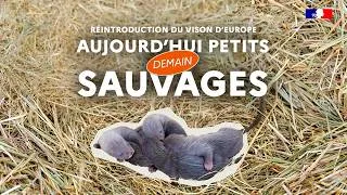 Miniature : Réintroduction du vison d’Europe : aujourd’hui petits, demain sauvages (3/5)