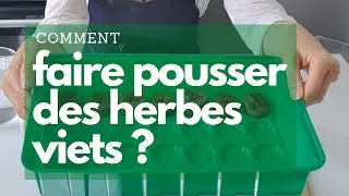Miniature : Comment faire pousser des herbes aromatiques vietnamiennes avec pastilles de coco et mini-serre