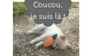 Miniature : VLOG • MON CHIOT ARRIVE CHEZ MOI !
