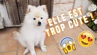 Miniature : VLOG • ON VA VOIR MON CHIEN !