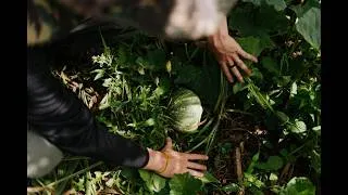 Miniature : Lia Miranda - Cultiver le langage : traduction, agriculture et forêt (07 mai 2026)
