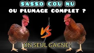 Miniature : Tu pensais que tout poulet SASSO était pareil ? Tu ignores la perte de poids par le stress