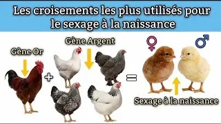 Miniature : STOP aux Erreurs : 5 Croisements Rhode Island pour Sexer à l'Éclosion