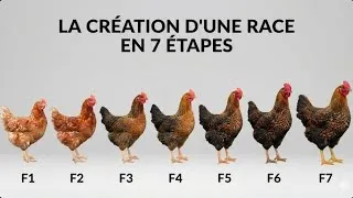 Miniature : Créer sa race de poule : Le guide des 7 générations