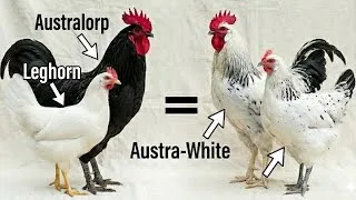 Miniature : Résultat incroyable : Coq Australorp x Poule Leghorn