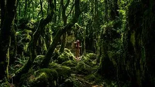 Miniature : Je ne suis pas Seul dans ce Labyrinthe Vert !