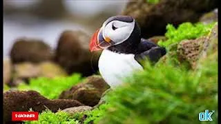Miniature : chant des oiseaux relaxant