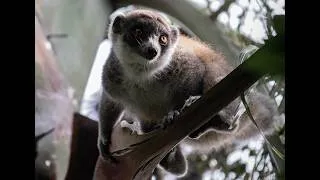 Miniature : Lemur mongoz (Eulemur mongoz) à Ambalakalanoro