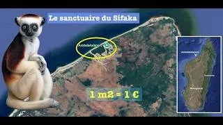 Miniature : 1 m2 de forêt du Sifaka pour 1 €