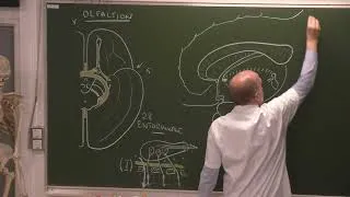 Miniature : Neuroanatomie 17 : Voies olfactives, rhinencéphale [olfactory pathways-English dubbing]