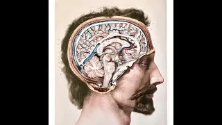 Miniature : The Spirit of the French Medical College of Anatomy Professors