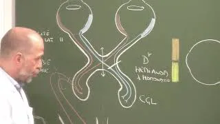 Miniature : Neuroanatomie 15 : Voies visuelles et oculomotricité [Visual pathways and oculomotor function]