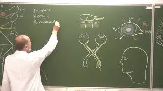 Miniature : Neuroanatomie 14 : Fonctions et examen clinique des nerfs crâniens [Cranial Nerve Functions]