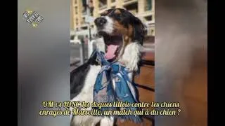 Miniature : OM vs LOSC Lille Un match de chiens enragés pour le Podium#olympiquedemarseille #football