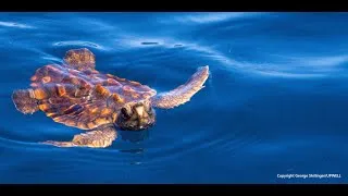 Miniature : Tortues marines et océanographie opérationnelle :Le mystère des années perdues enfin résolu !