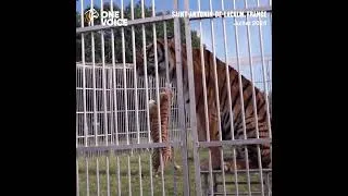 Miniature : «Au cœur des félins» dans le Tarn: un «refuge» qui ressemble à s’y méprendre… à un cirque !
