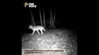 Miniature : Loup blessé en Saône-et-Loire : non à son abattage