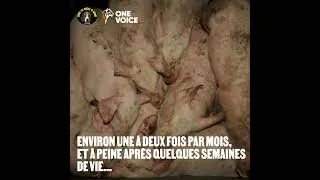 Miniature : Enquête : des cochons sous les scalpels au CICE de Clermont-Ferrand