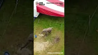 Miniature : Le combat pour Samba continue, nouvelle plainte pour la dernière éléphante de cirque français.