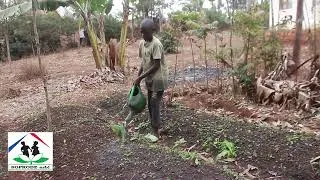 Miniature : SOPRODE : Pour des écosystèmes restaurés et une agriculture durable en RDC