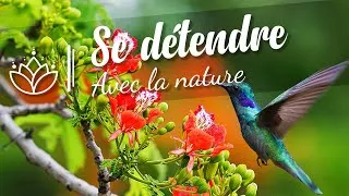 Miniature : Sons de la nature pour dormir, se relaxer, se concentrer, travailler ou étudier