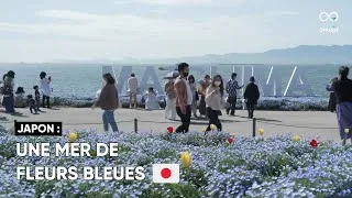 Miniature : Les némophiles ont commencé à s'épanouir à Osaka