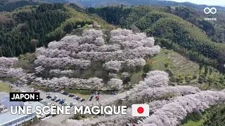 Miniature : Au Japon, les habitants de Kanazawa assistent à la floraison des cerisiers