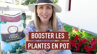 Miniature : Terreau, arrosage, engrais, comment avoir de belles plantes en pot ?