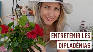 Miniature : Culture et entretien des dipladénias