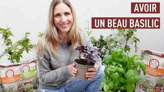 Miniature : Comment entretenir le basilic en pot ?