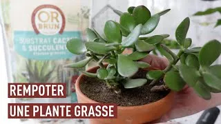 Miniature : Quand et comment rempoter les plantes grasses ?