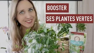Miniature : Comment redémarrer les plantes d’intérieur au printemps ?