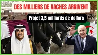 Miniature :     Des Milliers de Vaches Américaines Arrivent en Algérie 🇩🇿