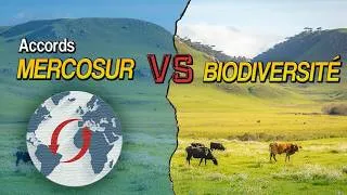 Miniature : Accords MERCOSUR /VS/ BIODIVERSITÉ ?