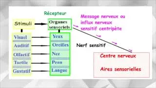 Miniature : lle trajet d'un influx nerveux
