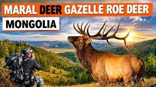 Miniature : 🦌 Chasse au cerf maral et chevreuil de Sibérie – Aventure en Mongolie 🇲🇳