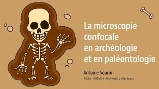 Miniature : La microscopie confocale en archéologie et en paléontologie
