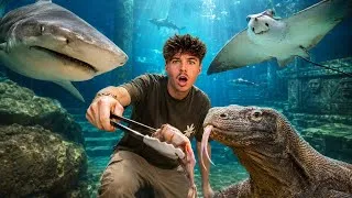 Miniature : 🦈 J'ai nourri certains des ANIMAUX les plus DANGEREUX à Edenya ! 😨