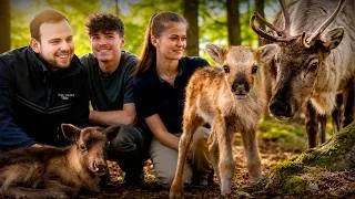 Miniature : La famille s’agrandit chez les RENNES ! - 2 incroyables naissances 🍼