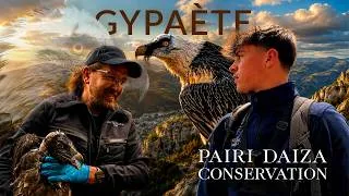 Miniature : On a RÉINTRODUIT un GYPAÈTE BARBU dans les Cévennes ! 🤩