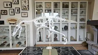Miniature : Un squelette de vélociraptor dans mon salon