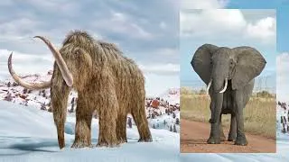 Miniature : Pourquoi le mammouth avait des poils ?
