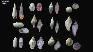 Miniature : Paléomots - U comme UV