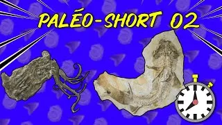 Miniature : Paléo Short 02 - Les Lagerstätten