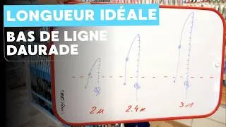 Miniature : Pêche daurade , la longueur de ligne idéale 
