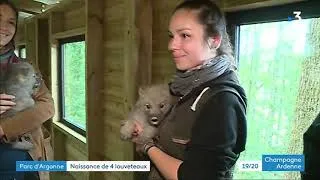 Miniature : France 3 Champagne-Ardenne - JT 19-20 12 juin 2019 : Naissance de louveteaux arctiques