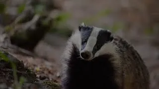Miniature : À la découverte des discrets mammifères des Cévennes