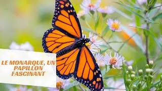 Miniature : Le Monarque, un papillon fascinant