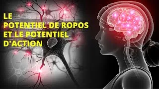 Miniature : Potentiel d'action des cellules nerveuse (Animation)